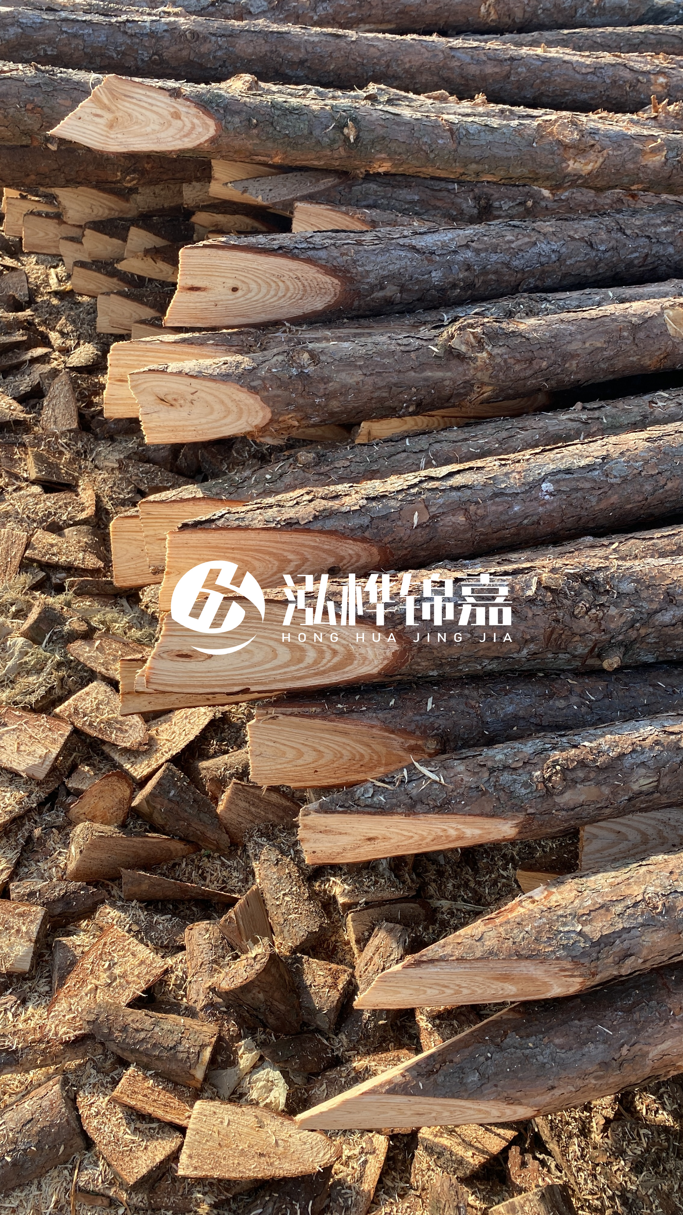 松木樁怎么分辨好壞？學(xué)會這幾招，輕松分辨松木樁好壞不踩雷！